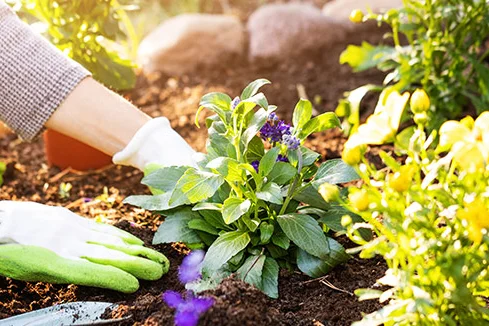 Person pflanzt Blumen ein
